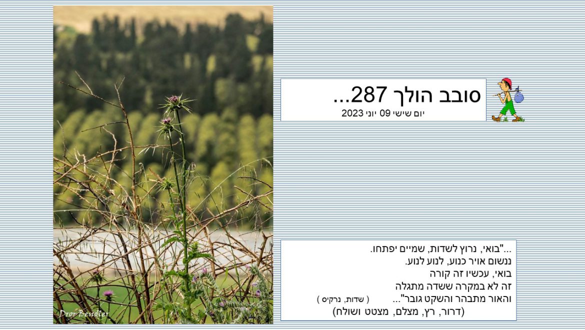 סובב הולך 287…