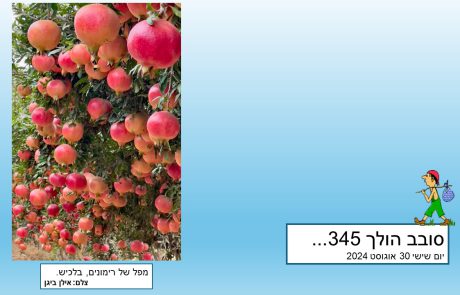 סובב הולך 345…