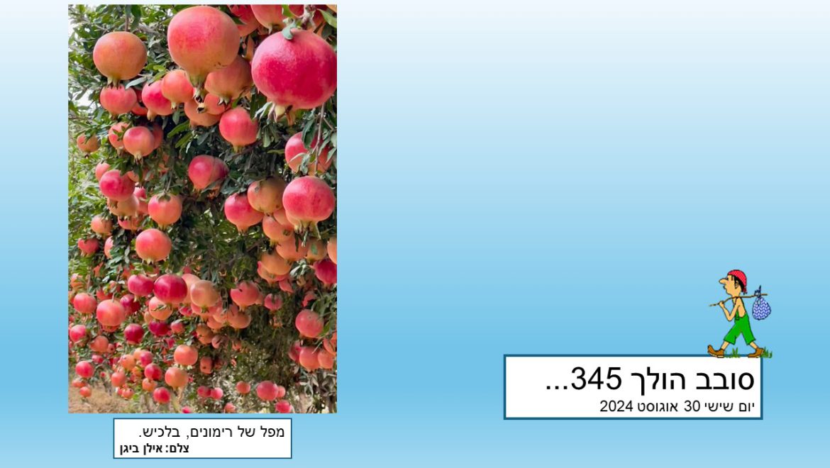 סובב הולך 345…