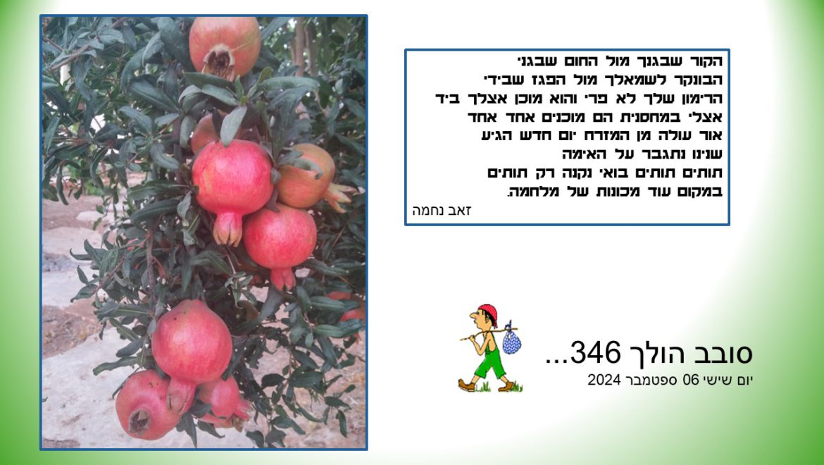 סובב הולך 346…