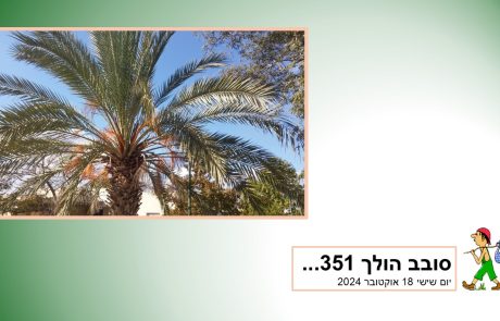 סובב הולך 351…