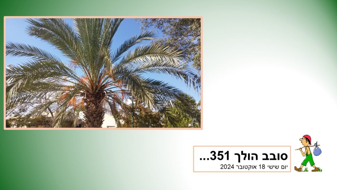 סובב הולך 351…