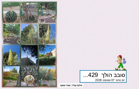 סובב הולך 429…