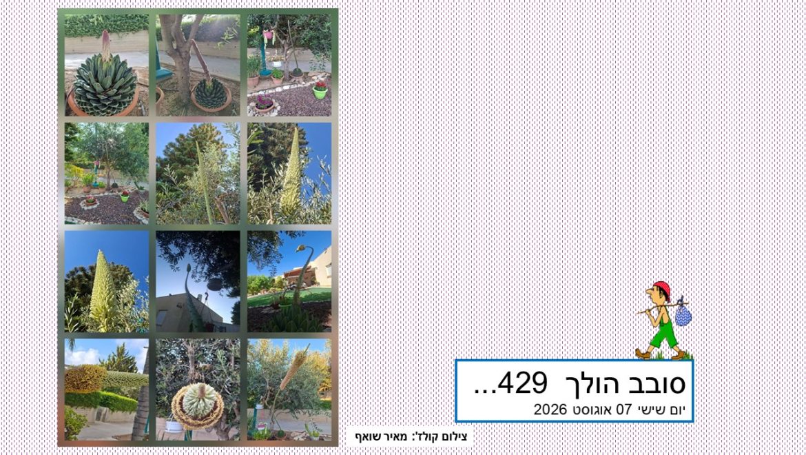 סובב הולך 429…